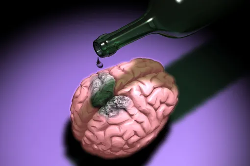 Can alcohol destroy our brain cells truth or myth 1