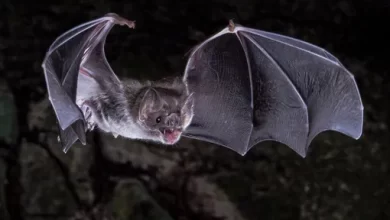 Can bats only eat blood