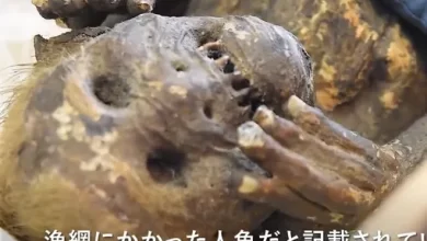 Creepy mummy of a mermaid from a Japanese temple turned out to be a skillful fake 1
