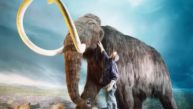 DNA will help scientists revive a woolly giant 1