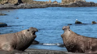 Elephant seals use internal navigator to find food 1