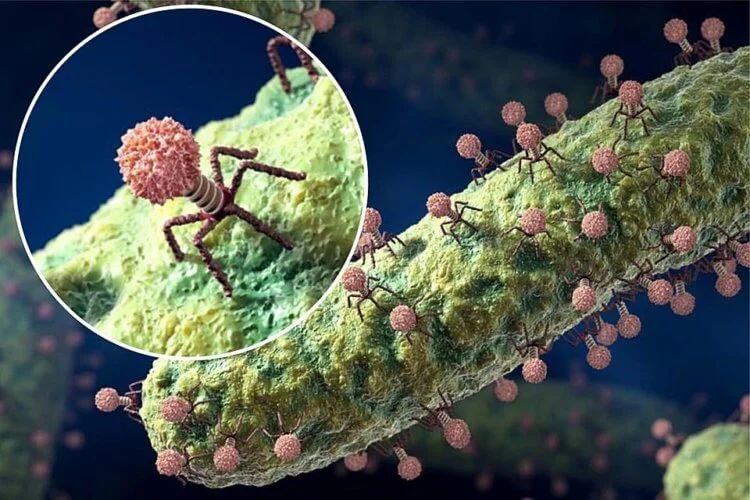 How bacteria fight each other with the help of viral mines 1