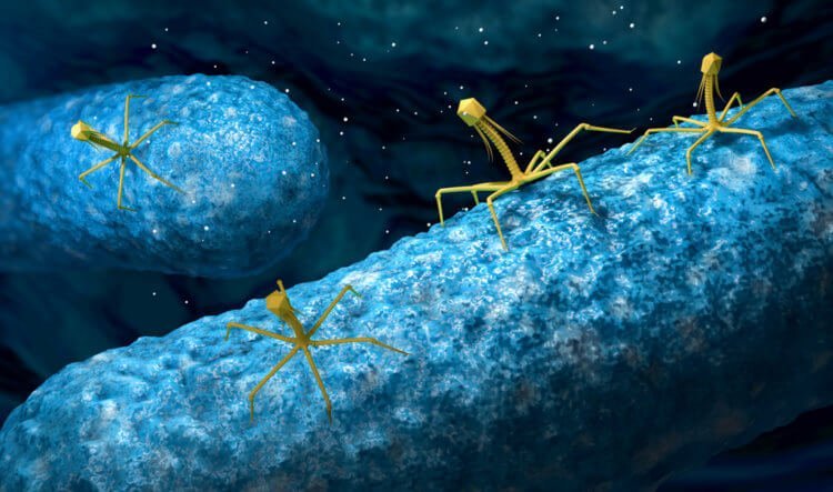 How bacteria fight each other with the help of viral mines 3 1