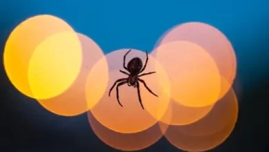 How spiders fly using electric fields