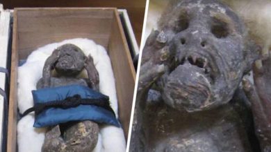 Japanese scientists study the ancient mummy of the mermaid 1