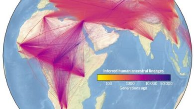 Largest human family tree in history reveals nearly 27 million ancestors