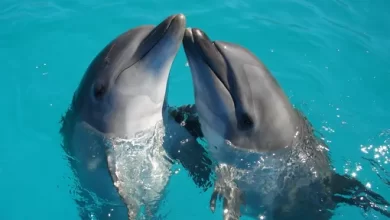 Male dolphins popular in their community produce more offspring 1