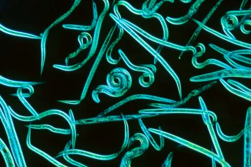 Microscopic nematode taught to sniff out cancer
