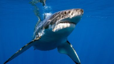 Oceanologists observe friendship among great white sharks