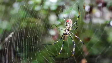 Palm sized invasive spiders spread along the East Coast in the US