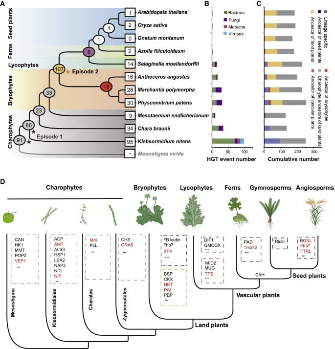 Plants used the genes of bacteria and fungi to colonize land 2