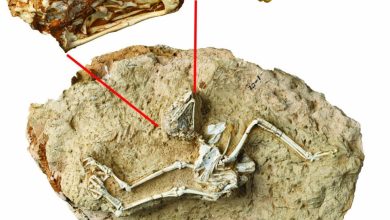 Remains of extinct diurnal owl found 1