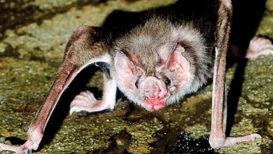 Scientists find blood feeding genes in bats