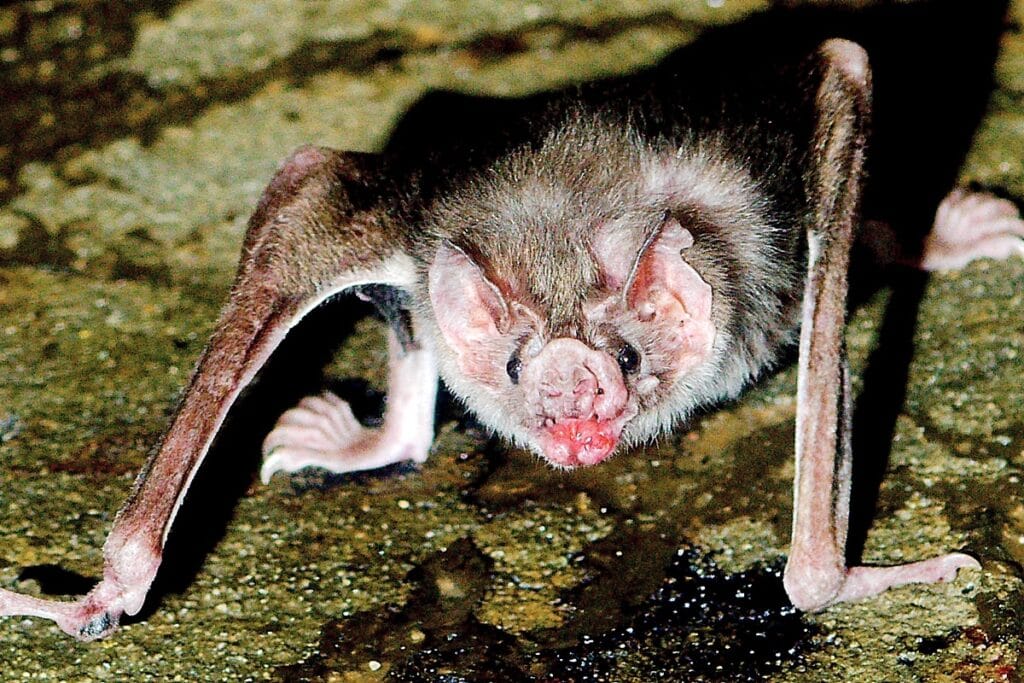 Scientists find blood feeding genes in bats