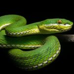 Scientists find out how snakes lost their limbs