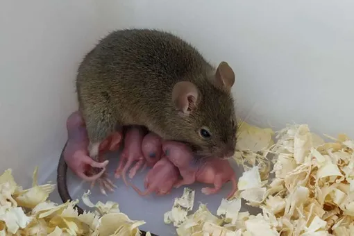 Scientists have created genetically modified mice that do not need a father to be born