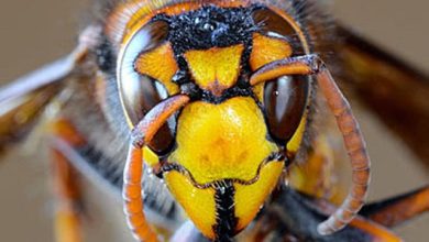 Scientists have created unusual traps that lured thousands of giant hornets 1