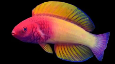 Scientists have described a new species of rainbow fish 1