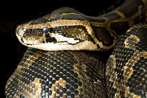 Scientists have figured out how boas avoid suffocation when squeezing prey