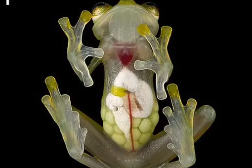Scientists have found two new species of glass frogs 1