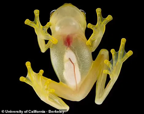 Scientists have found two new species of glass frogs 2