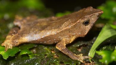 Scientists have heard for the first time how the mute toad from Ecuador sings