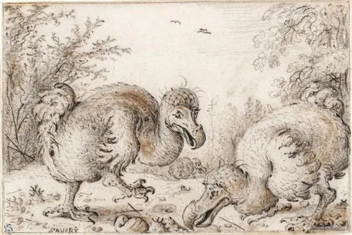 Scientists have read the DNA of the dodo bird