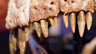 T Rex May Have Actually Been 3 Species According to a Close Look at The Bones