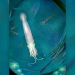 Ten tentacled ancient vampire squid named after Joe Biden 1