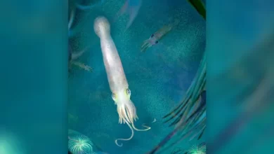 Ten tentacled ancient vampire squid named after Joe Biden 1