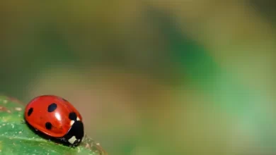 What You Didnt Know About Ladybugs 1