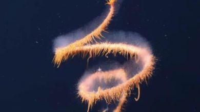 Who are siphonophores deep sea creatures that look like snakes 1