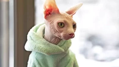 Why do Sphynx cats have no hair and are there other similar breeds 1