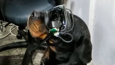 Why the US Army Is Developing AR Glasses for Dogs 1