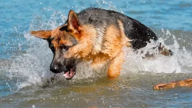 dog swam to the shore for 11 hours to call for help to his drowning owner 1