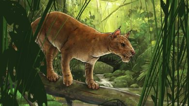 first predatory animal was a saber toothed ca