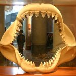 largest megalodons lived in cold waters