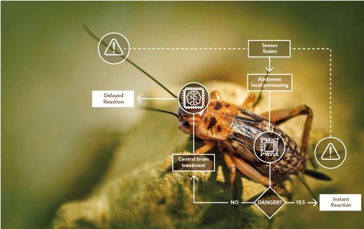 nervous system of insects will be used to create robots with AI