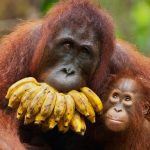 social environment of orangutans determined their language