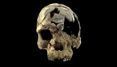 160 000 year old fossilized skulls found in Ethiopia are the oldest anatomically modern humans 1