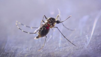 A billion people could get dengue due to the spread of mosquitoes