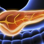 A protein that protects the pancreas from self digestion has been studied