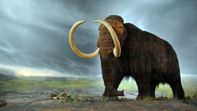 Amazing Stone Age Knowledge Found on a Mammoth Bone Bracelet 1