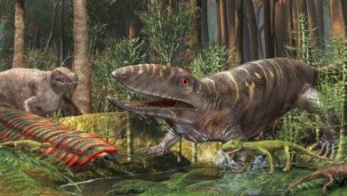 An ancestor of long toed tetrapods is described that drowned 330 million years ago