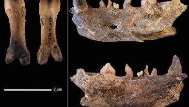 Ancient inhabitants of Atapuerca were caught eating dogs 1