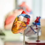 Arrhythmia is in the genes scientists have found serious risk factors