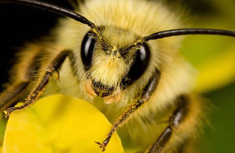Bees are the most important creatures on Earth 1