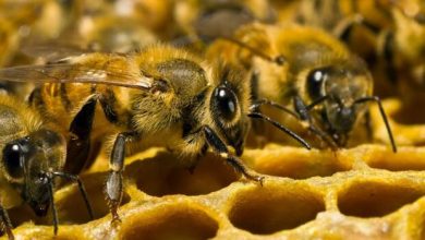 Bees in the US have decreased due to climate change