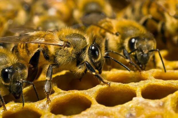 Bees in the US have decreased due to climate change