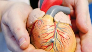 Boston engineers have created a miniature heart